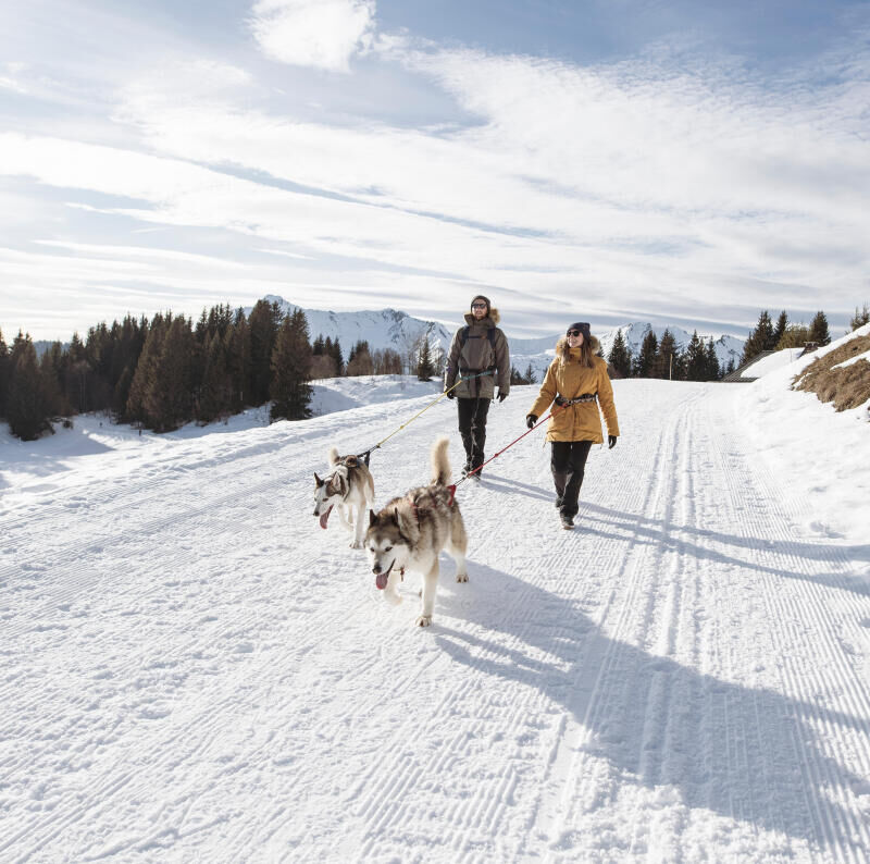 cani-hiking or cani-snowshoeing - title