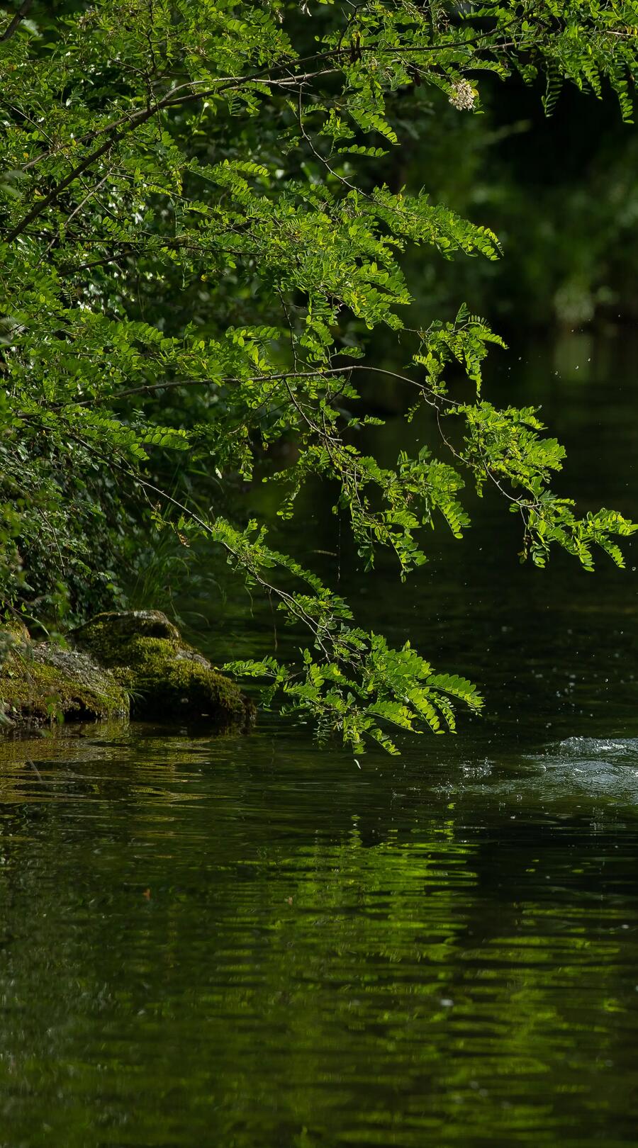 close-up of a lake surrounded by greenery