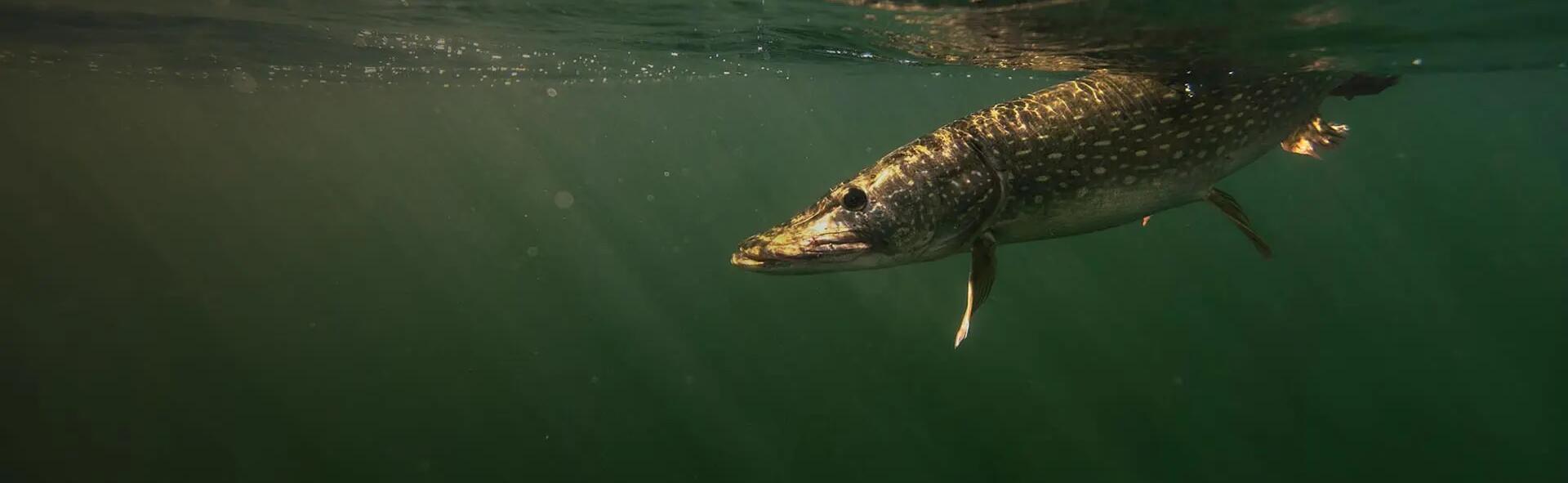 Pêche du carnassier