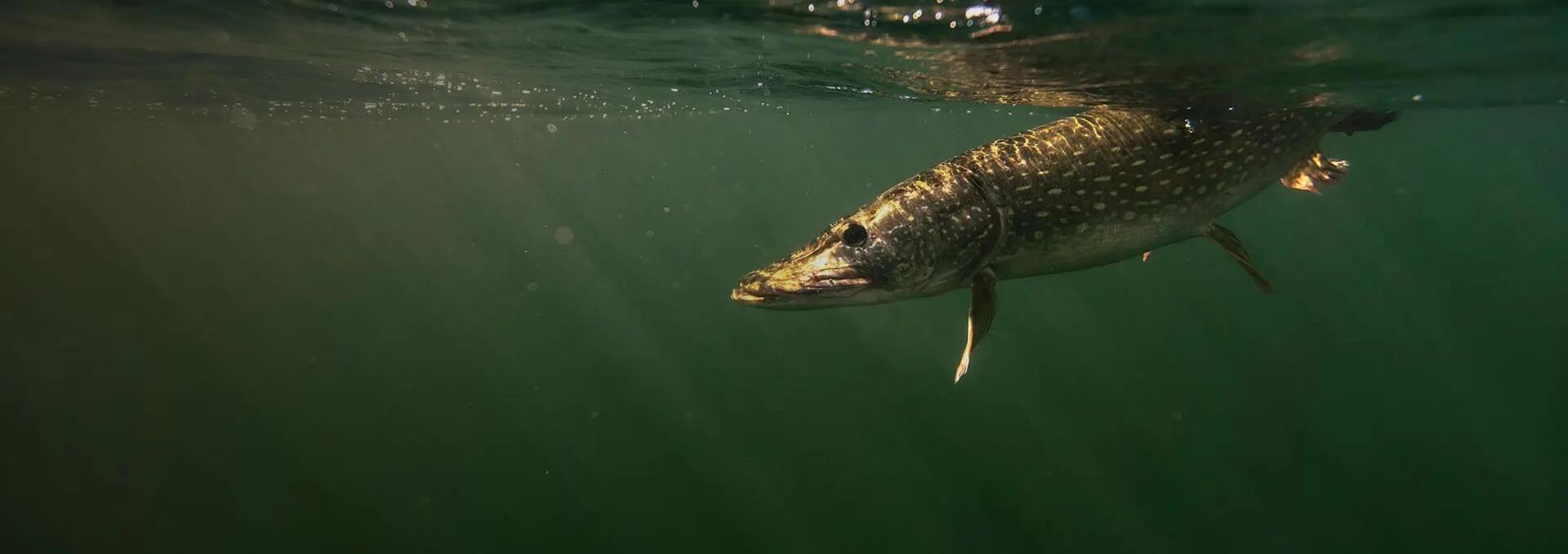 INTERVIEW D'EXPERT : QUEL POISSON NAGEUR CHOISIR POUR PECHER LA TRUITE?