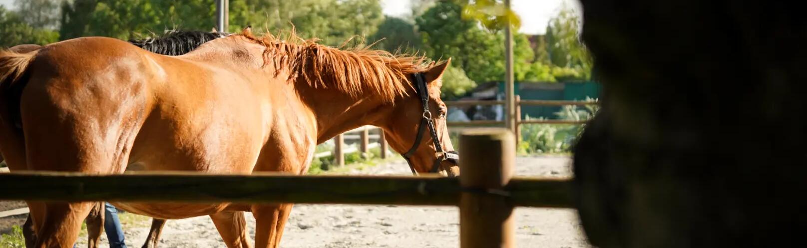 Retrouvailles_équitation