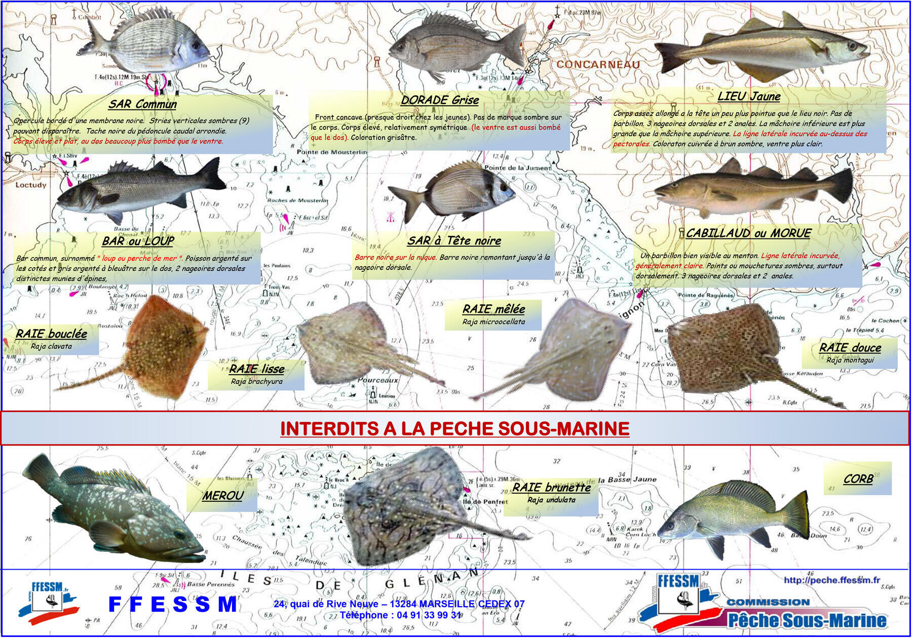 Échelle de croissance, toise, marins, mer, poissons, échelle de