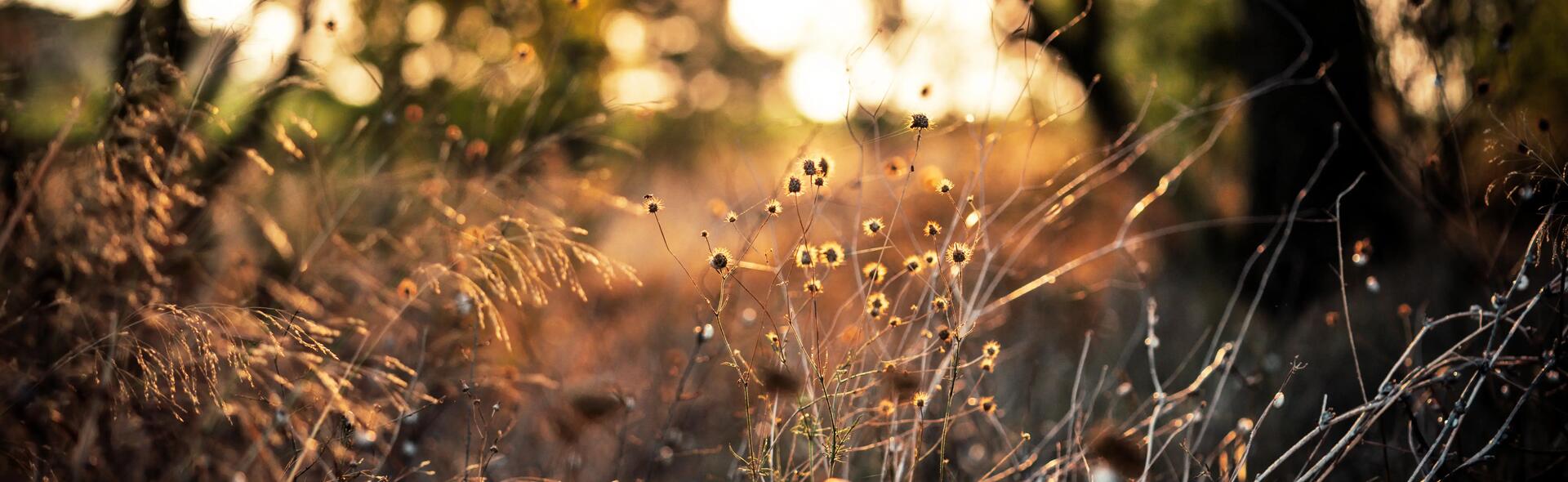 Guide des plantes toxiques pour les chevaux