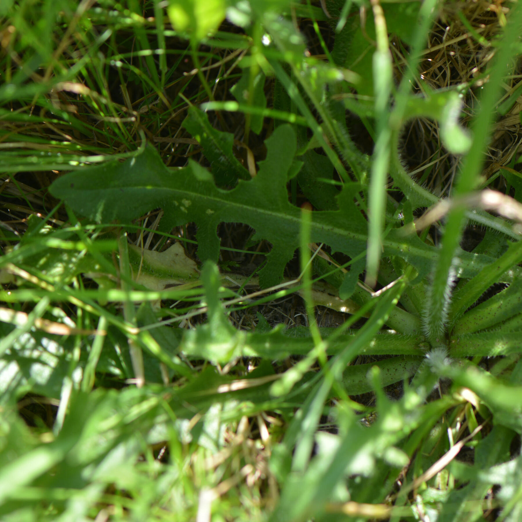 la porcelle enracinée (ou hypochaeris radicat) avec ses feuilles vertes et ses petits poils blancs caractéristiques