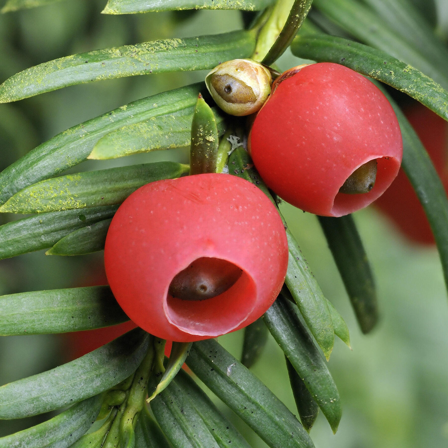 L’if commun (ou taxus baccat) avec son fruit rouge