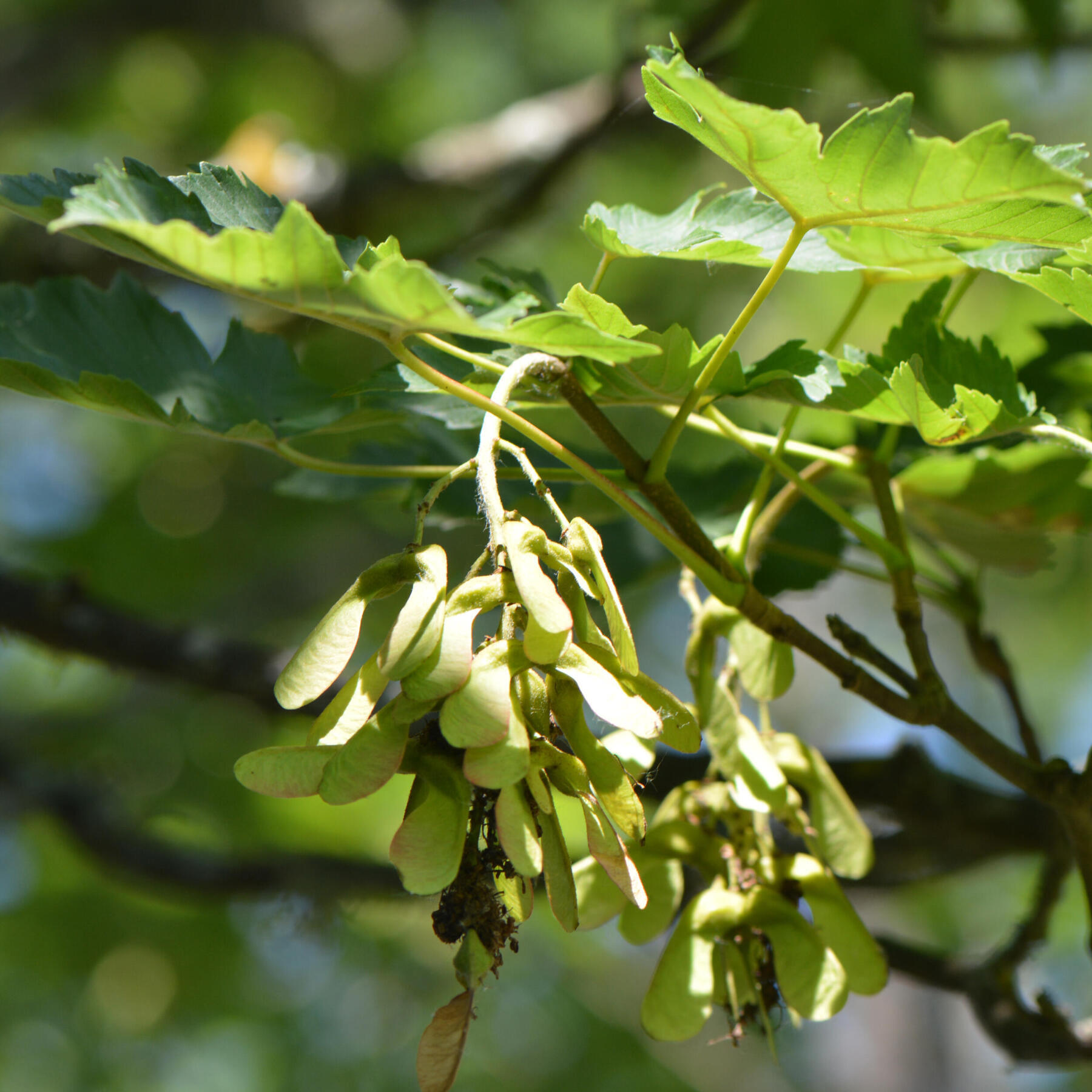 l’érable sycomore (ou acer pseudoplatanu) et ses plantules en forme d'hélices