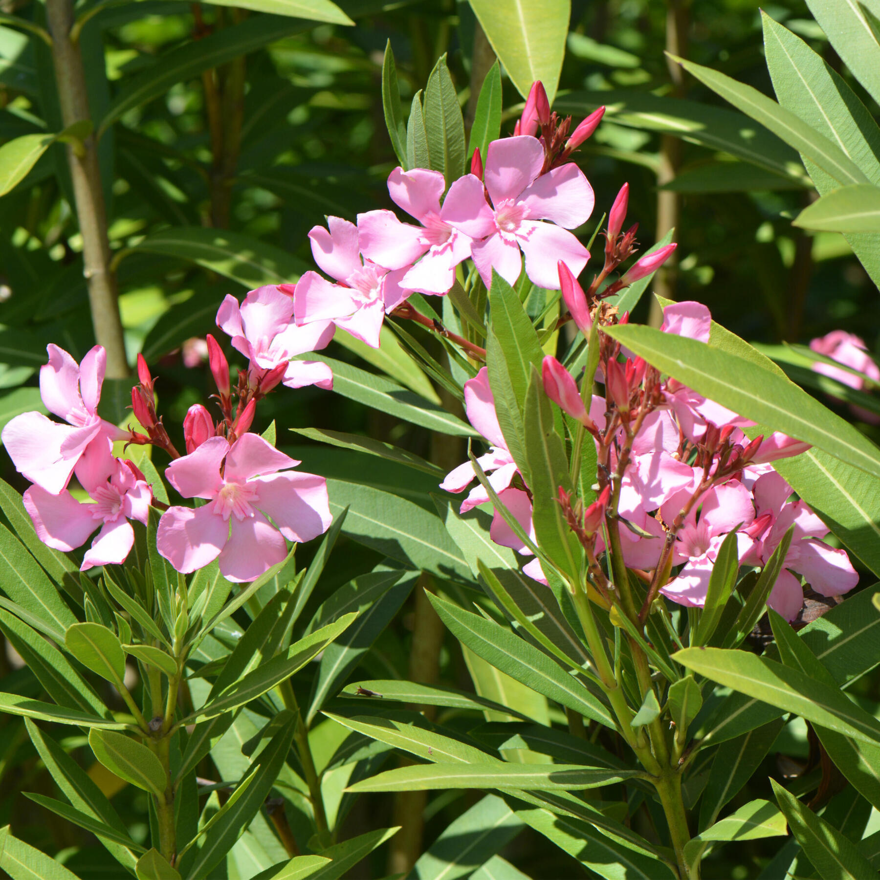 plante_toxique_cheval_laurier_rose