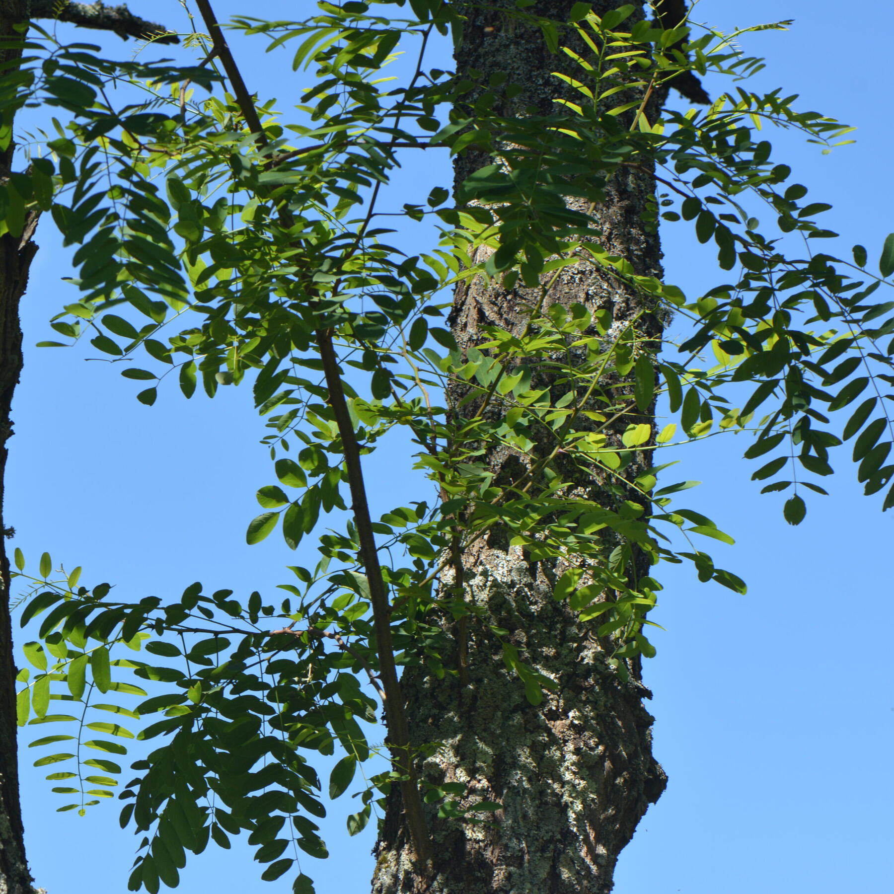 le robinier faux acacia (ou robinia pseudoacaci) et son écorce crevassée
