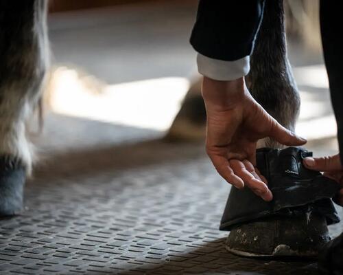 Comment choisir cloches cheval