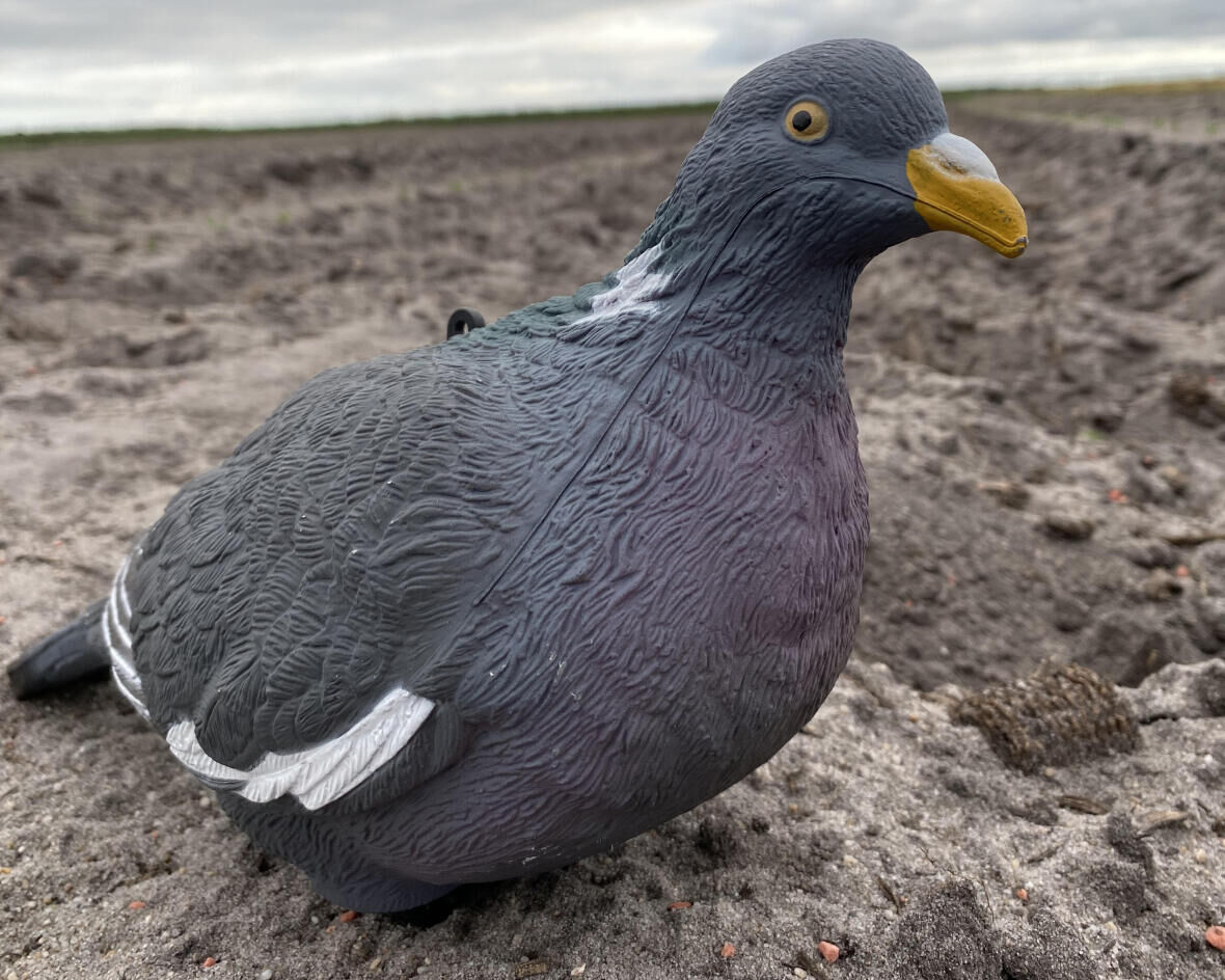 Première blette de pigeon ramier Solognac