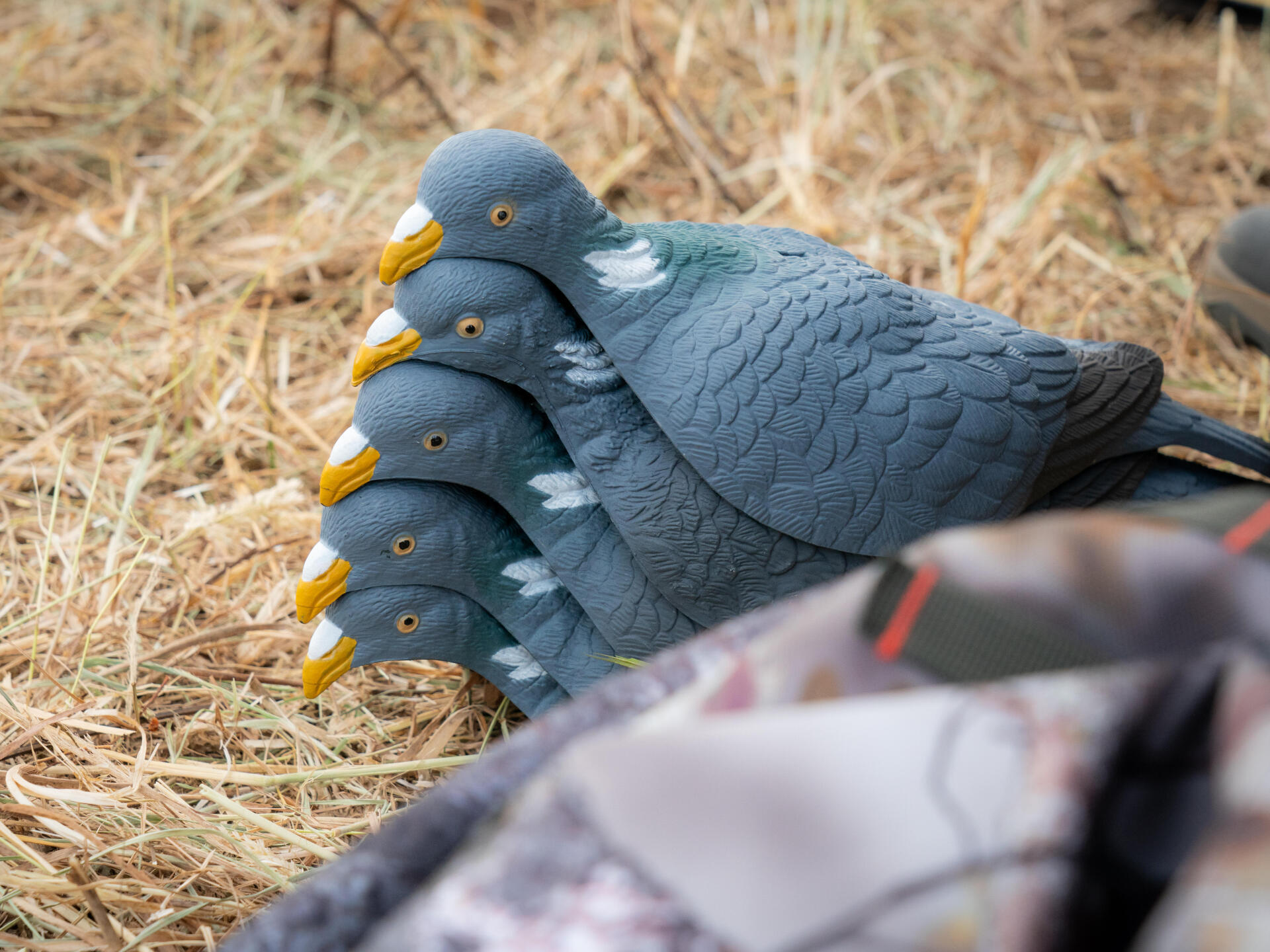 Les premi res formes de pigeon ramier Solognac