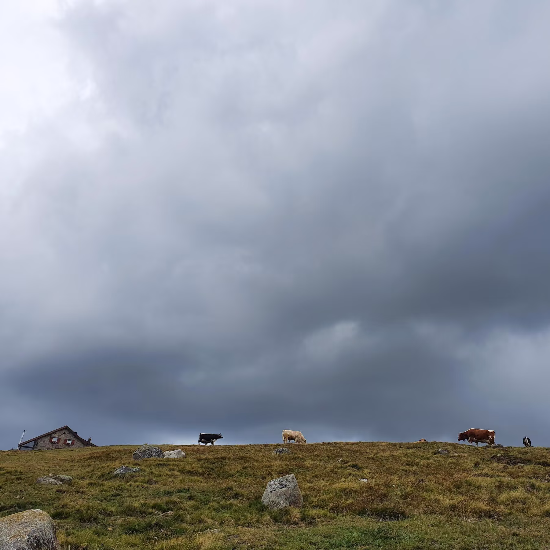 Kastelberg et ses pâtures de vaches © Kastelberg et ses pâtures de vaches