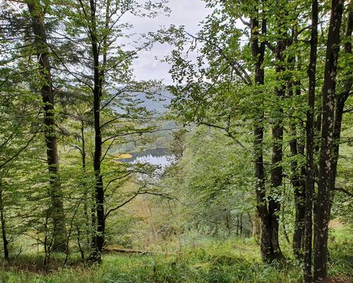 Trekking im Pfälzerwald - Fern- und Weitwanderwege mit kulturellem Erbe