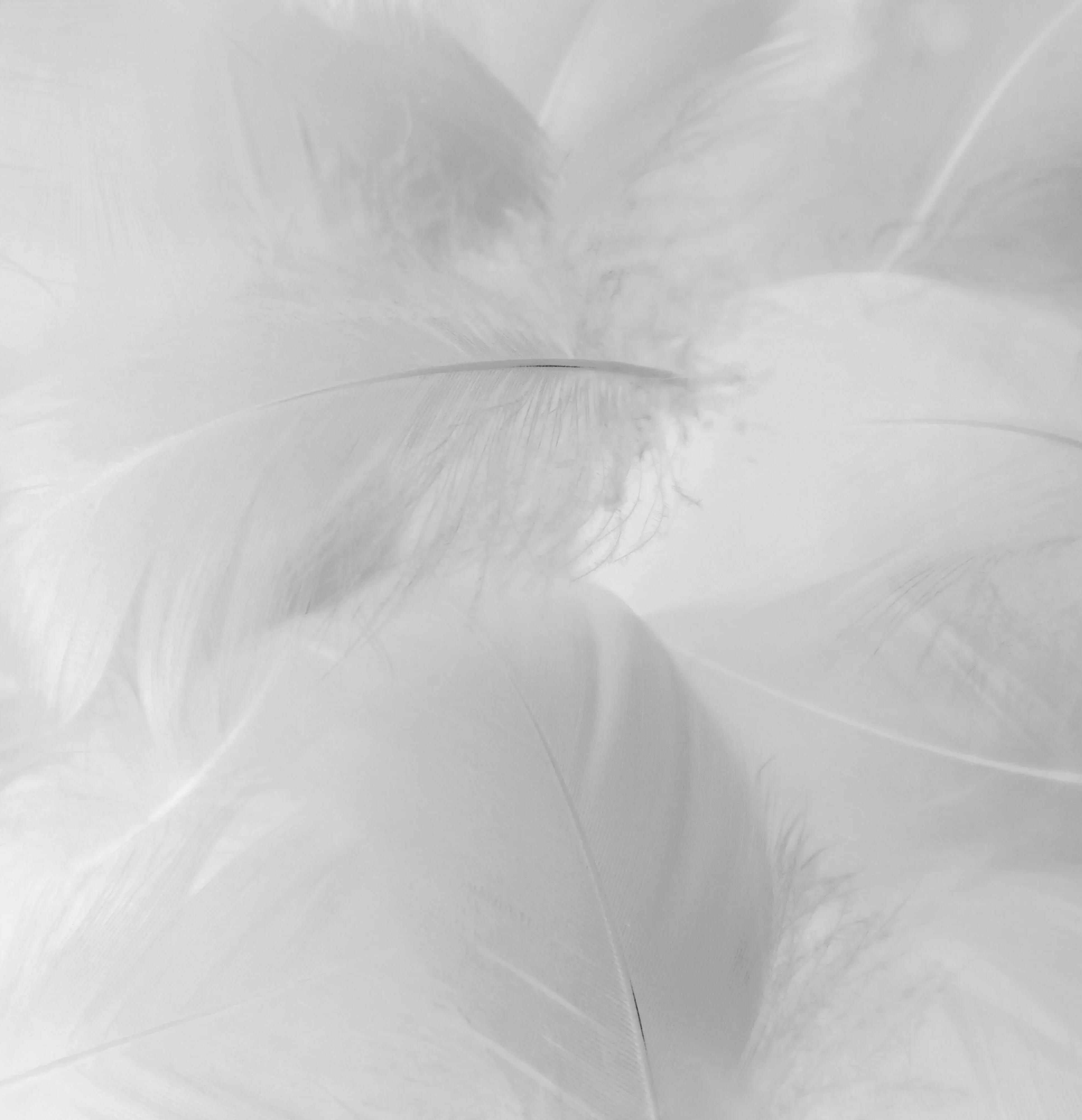 Certification RDS doudoune