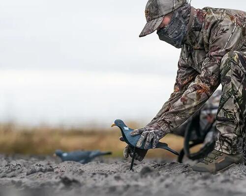 6 tips for pigeon hunting