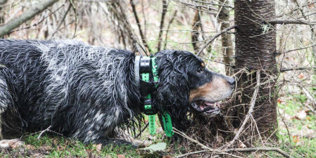 Chien de chasse