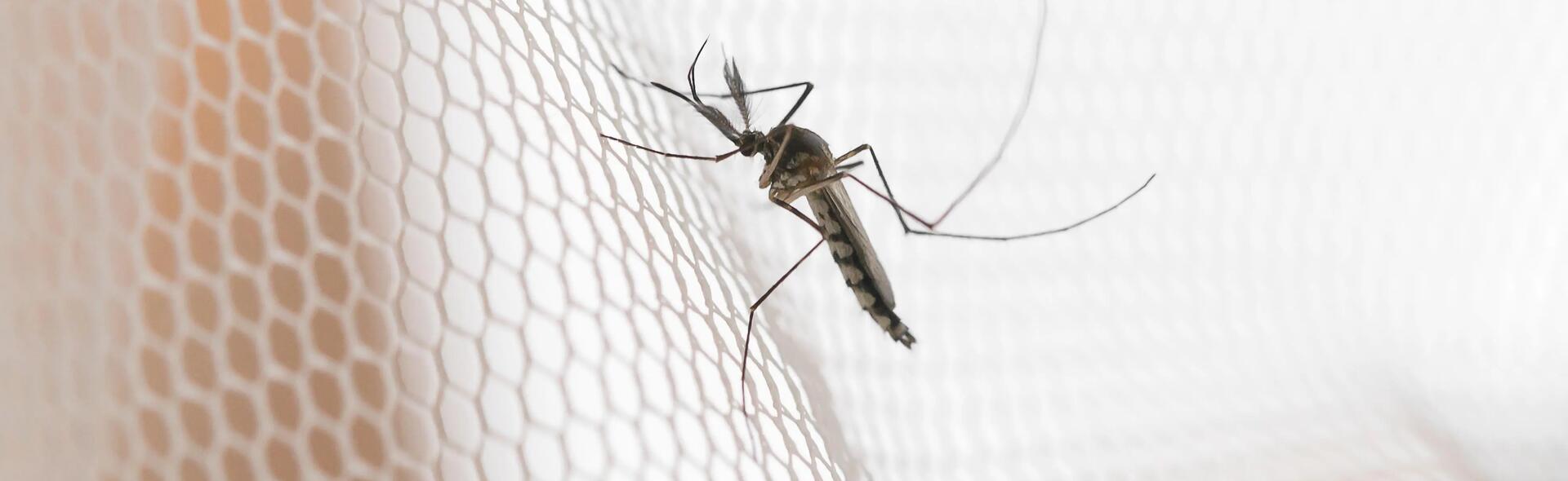 tropical trek mosquito protection
