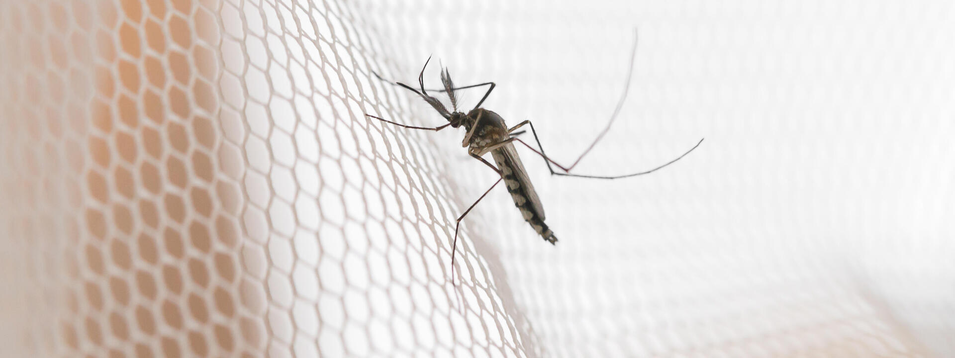 tropical trek mosquito protection