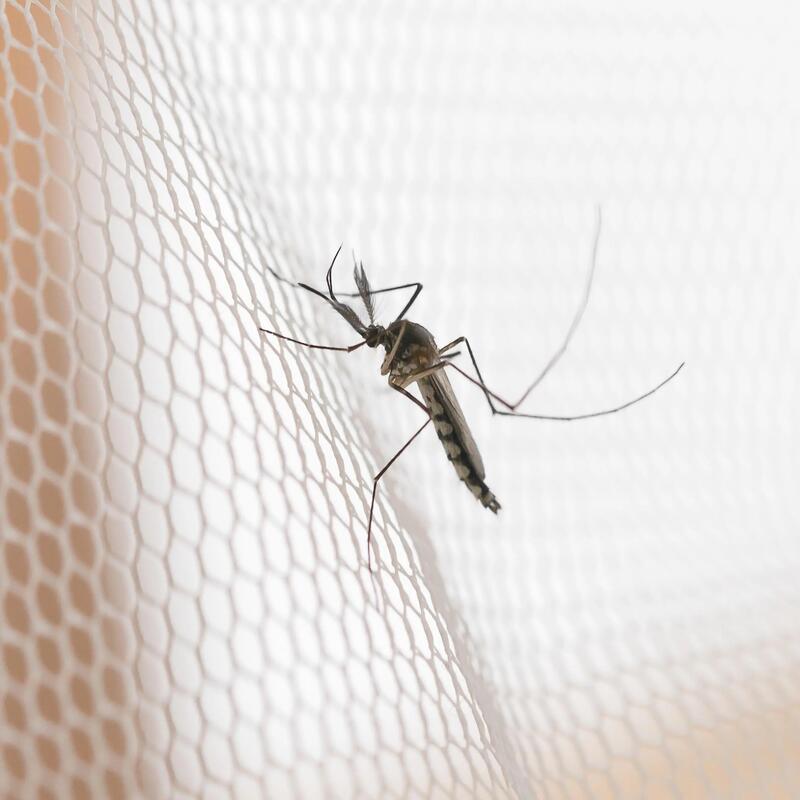tropical trek mosquito protection