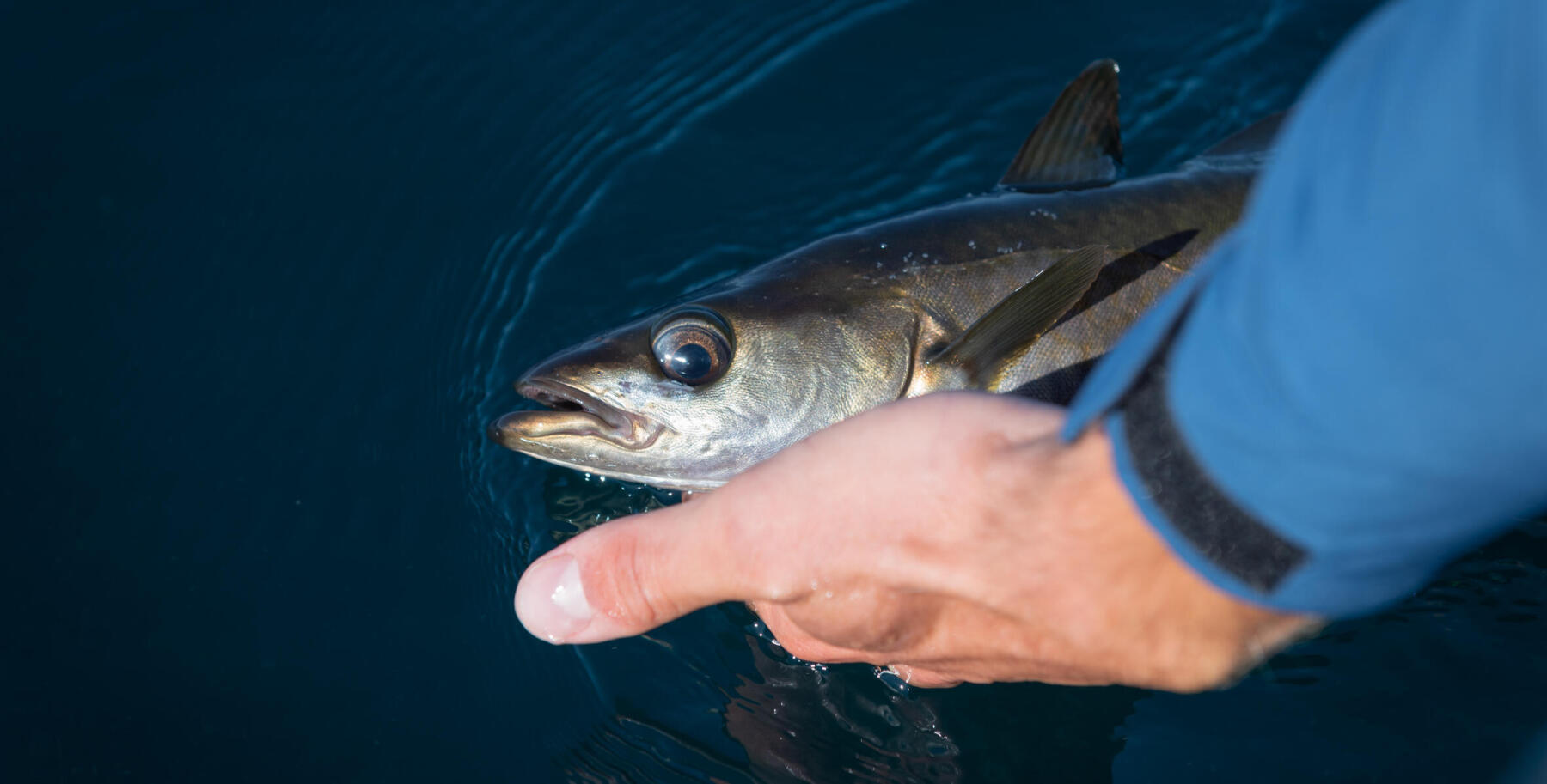 Pêche au leurre : quelles espèces cibler suivant la saison ?