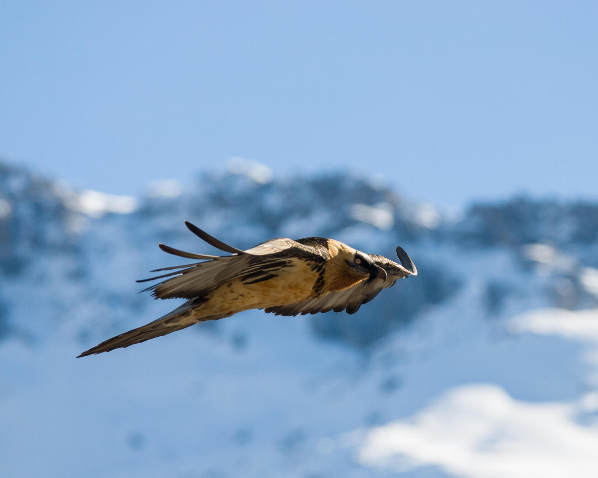 How to spot bearded vultures? How to protect it?