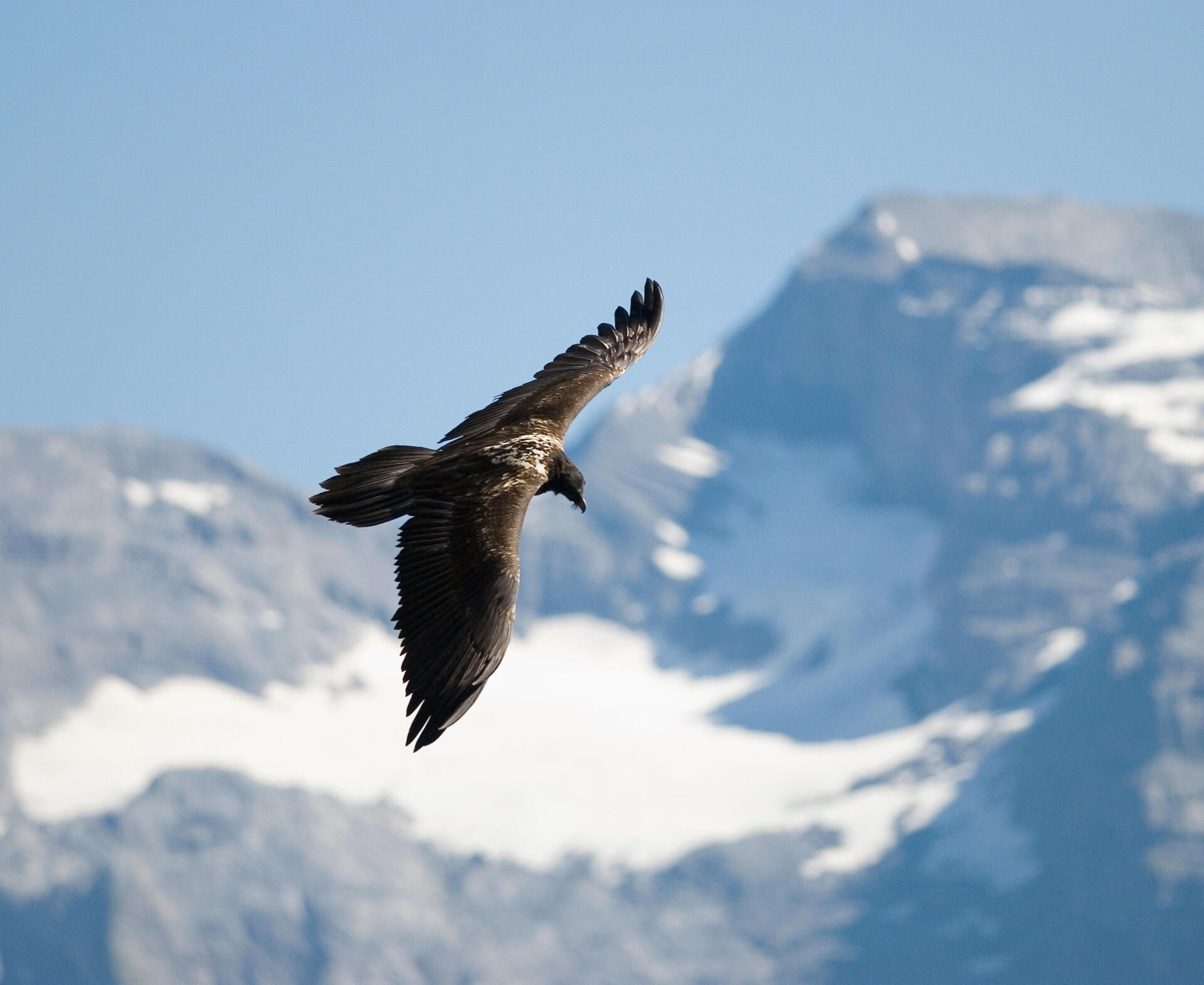 WHAT'S THE DIFFERENCE BETWEEN A CHAMOIS AND AN IBEX?