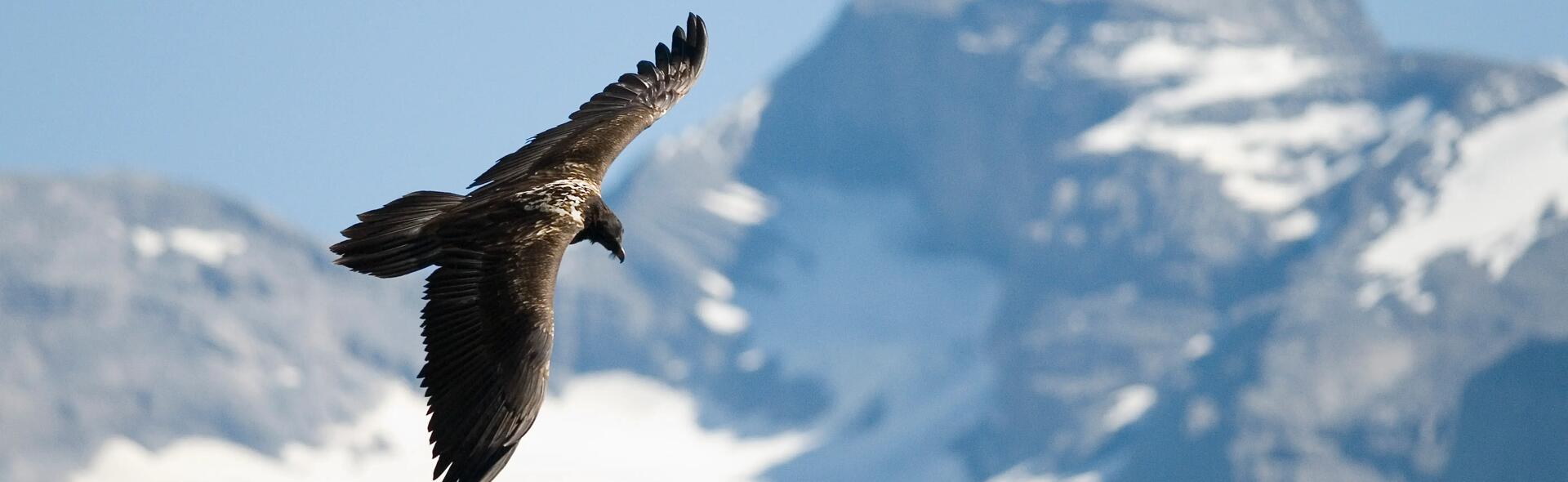Sunny the Bearded Vulture has taken flight!