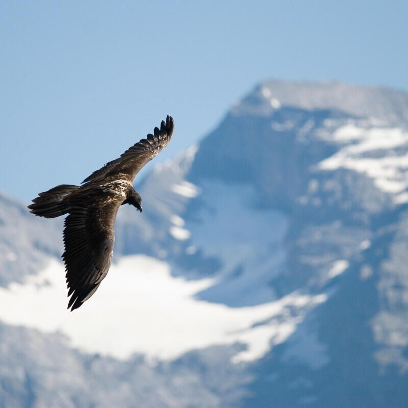 Sunny the Bearded Vulture has taken flight!