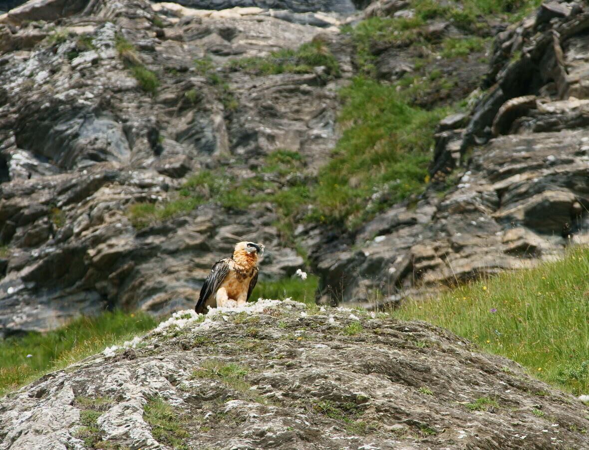 How to spot bearded vultures? 