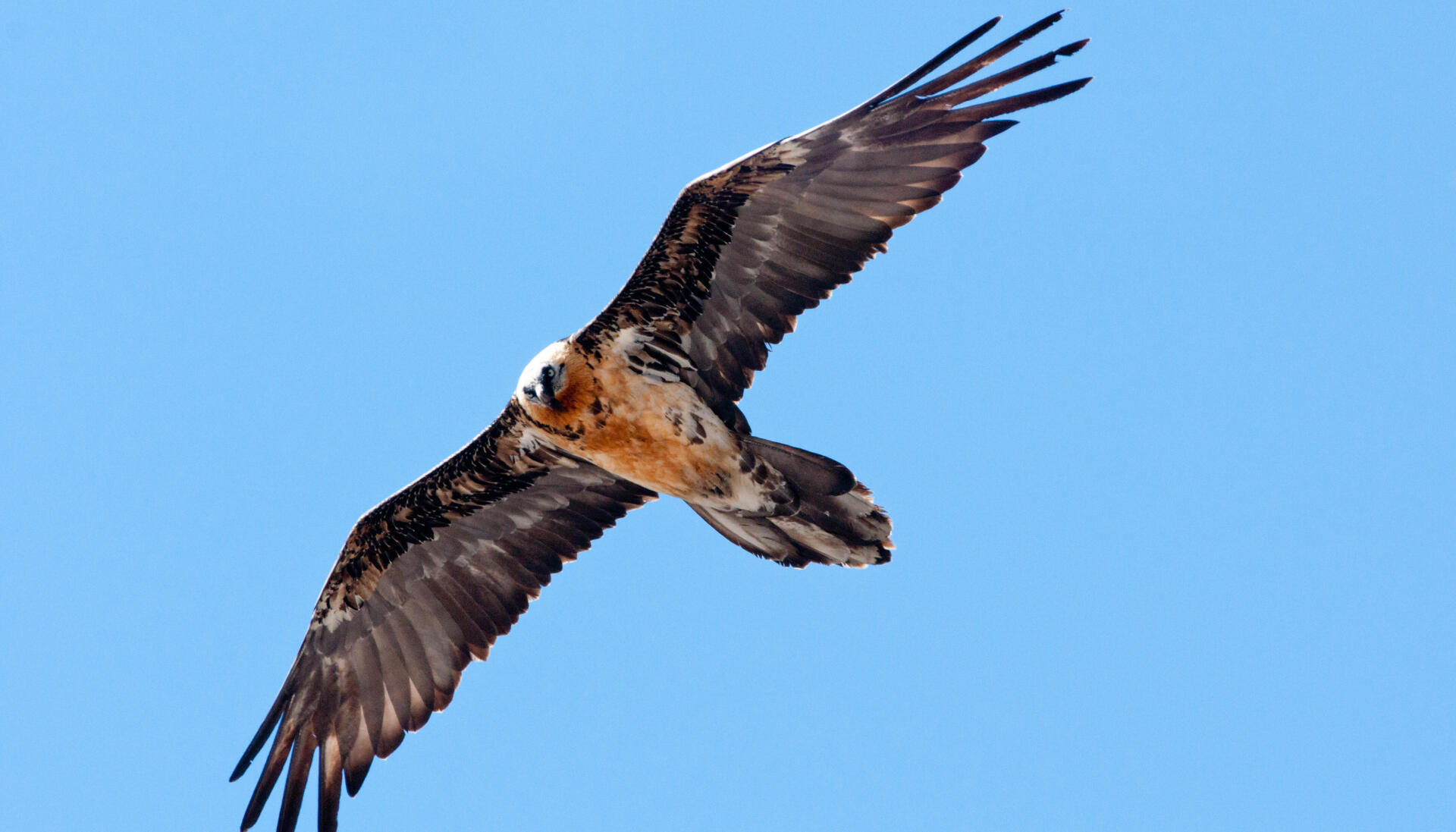 Sunny the Bearded Vulture has taken flight! 