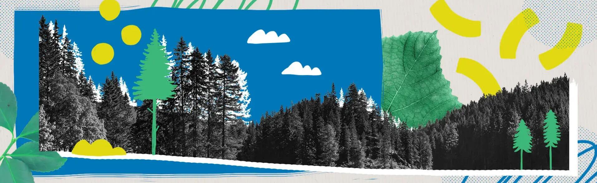 Colagem com vários desenhos que representa uma floresta