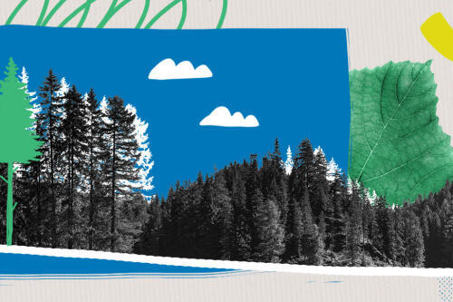Illustration d'une forêt