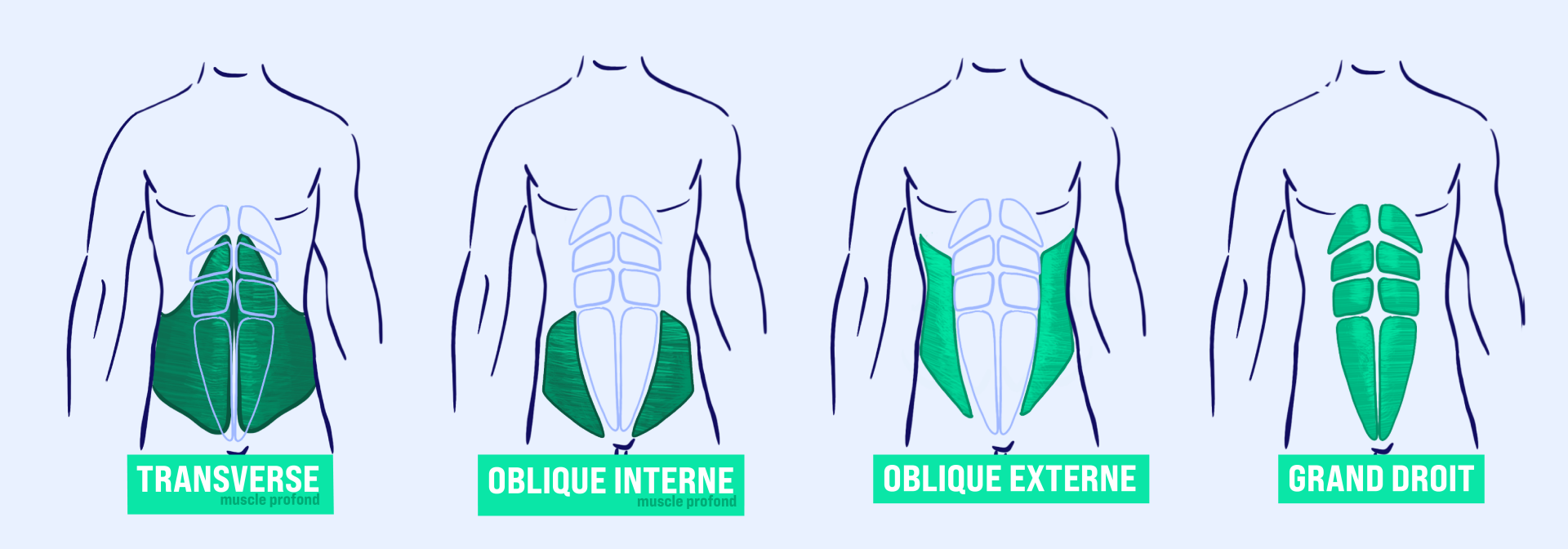 ABDOMINAUX, Exercices pour muscle abdominaux : petit oblique, grand  oblique, Grand droit de l'abdomen