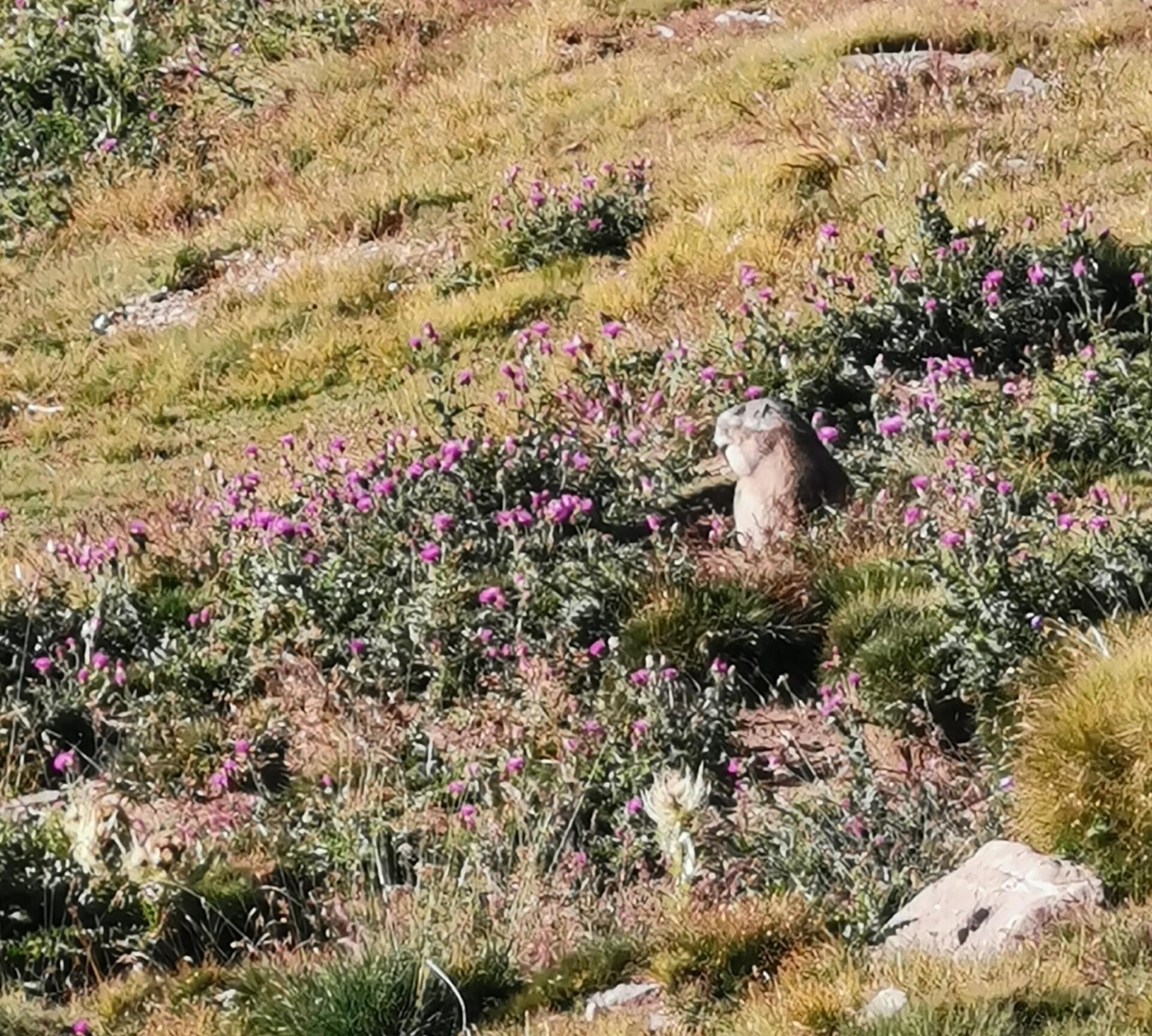 marmot in the Mercantour