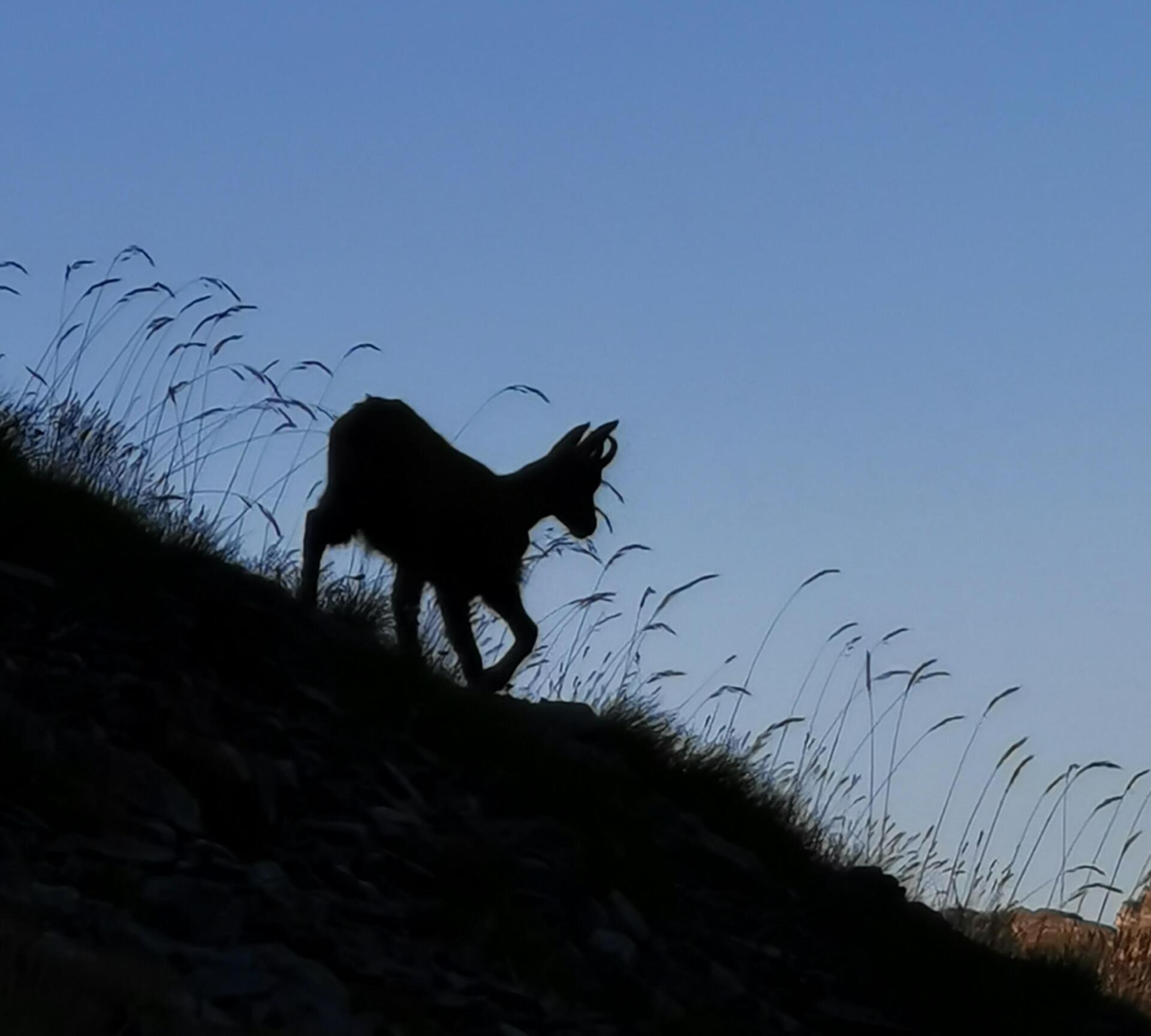 chamois mercantour