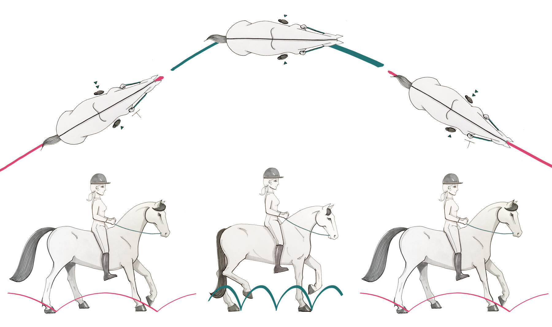 Illustration du changement entre le galop, le trot puis de nouveau le galop du cheval sur la ligne brisée