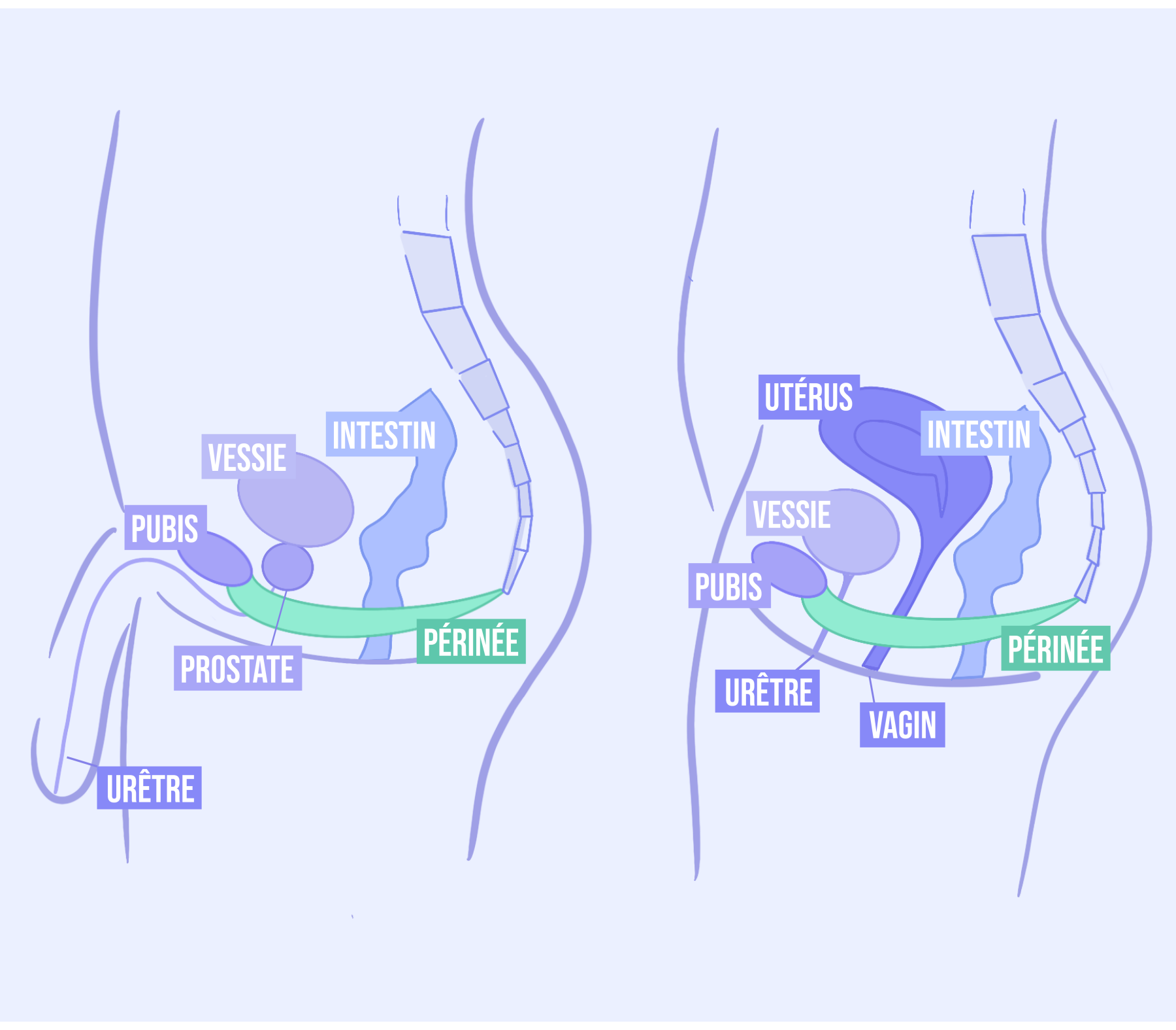 Le périnée : Ce muscle indispensable et à ne pas négliger