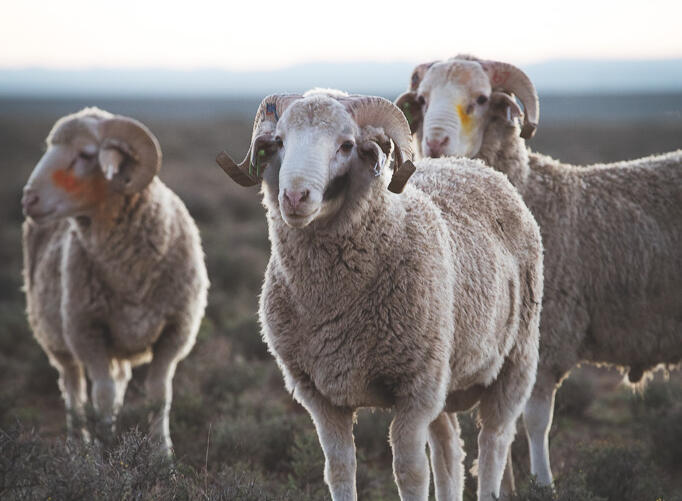 Merino wool benefit - animal welfare