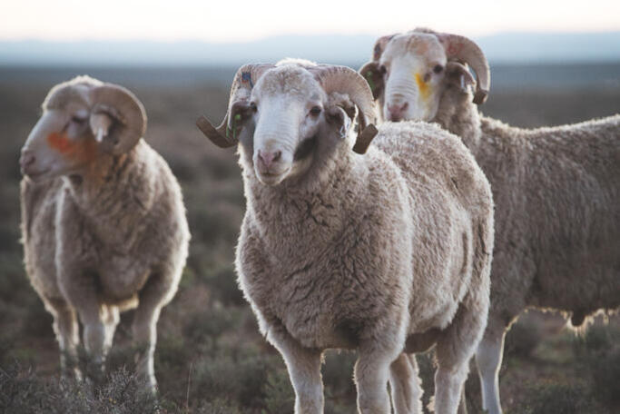 What are the benefits of Merino wool?