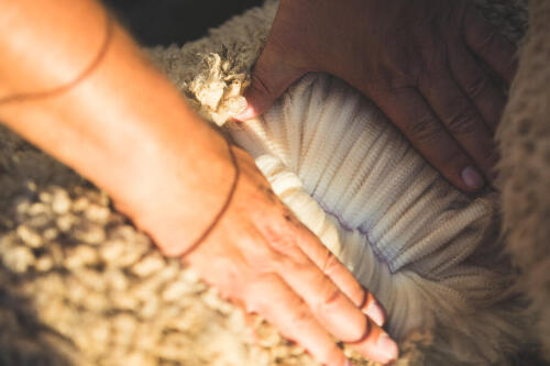 What are the benefits of Merino wool?