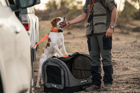 Un article qui explique comment prévenir la prise de poids chez le chien de chasse et comment revenir à l'équilibre