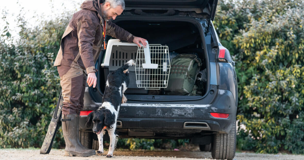transporting your dog by car