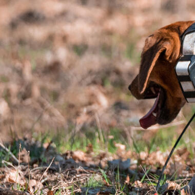 Comment choisir un collier de repérage pour son chien de chasse ?