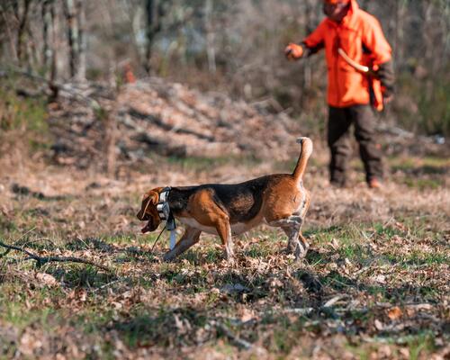 Comment choisir un collier de repérage pour son chien de chasse ?