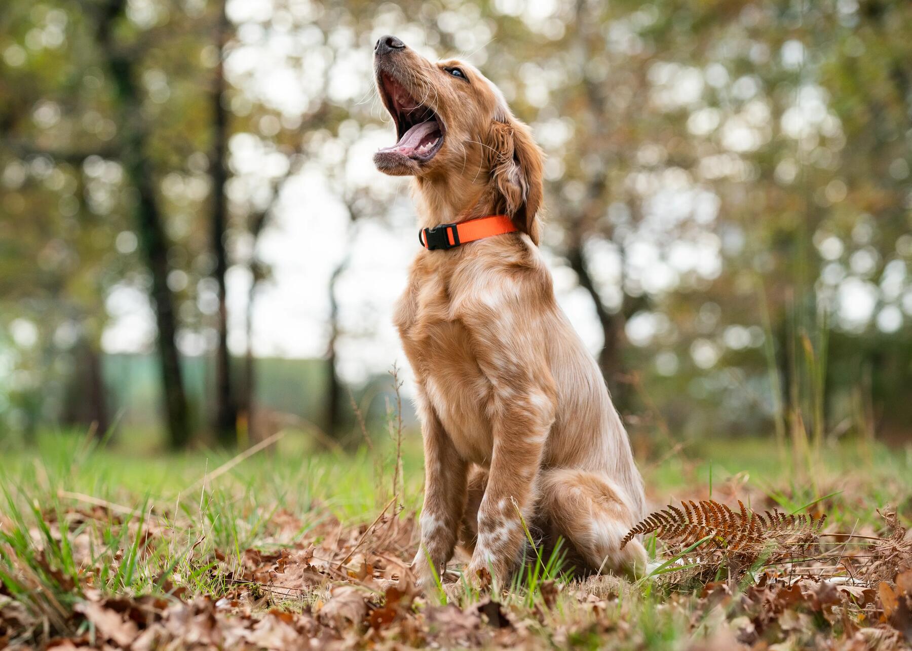 Comment choisir un collier de repérage pour son chien de chasse ?