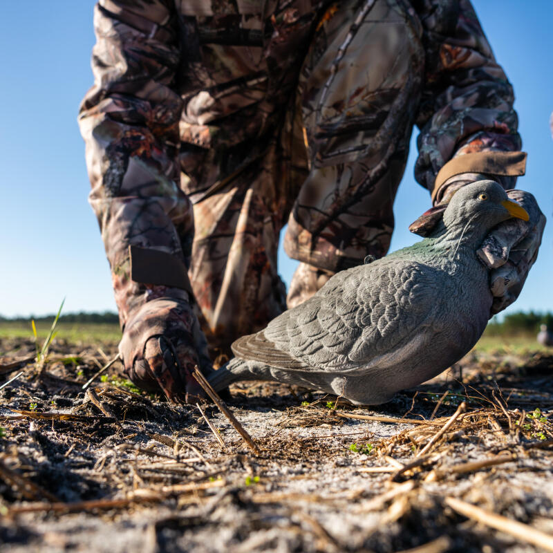 6 conseils pour chasser le pigeon ramier ou la pa