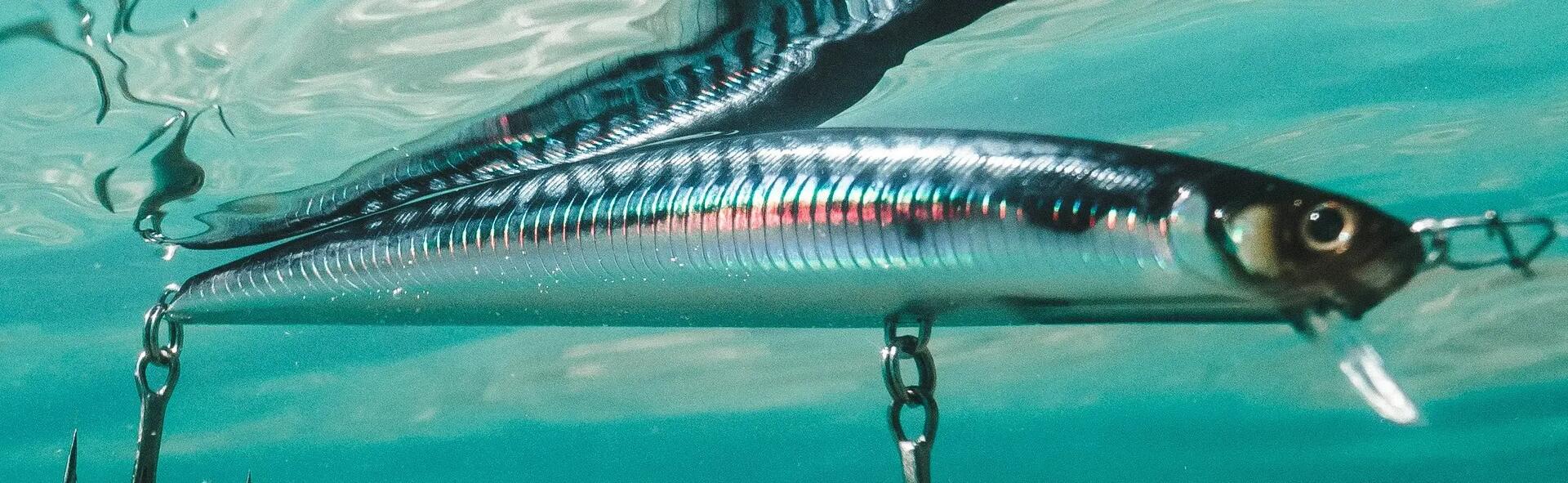 ANIMER SES POISSONS NAGEURS DEPUIS LE BORD