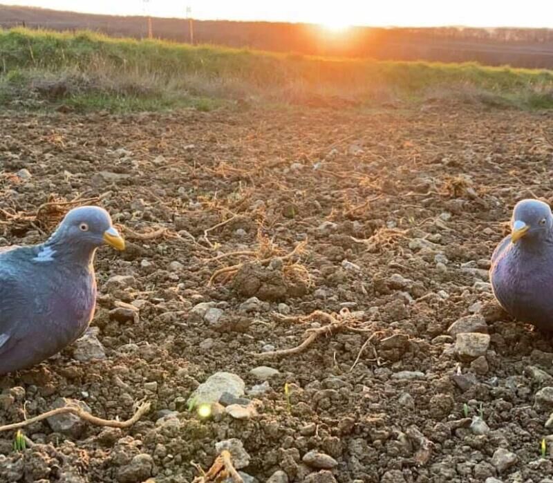 Ils ont testé les formes pigeon Solognac
