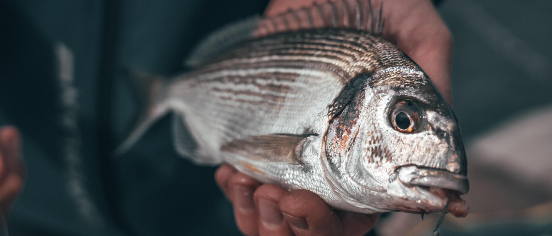 PÊCHEZ EN MER EN DÉBUT DE SAISON