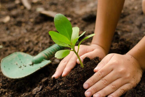 Plant een boom via Trees for ALL